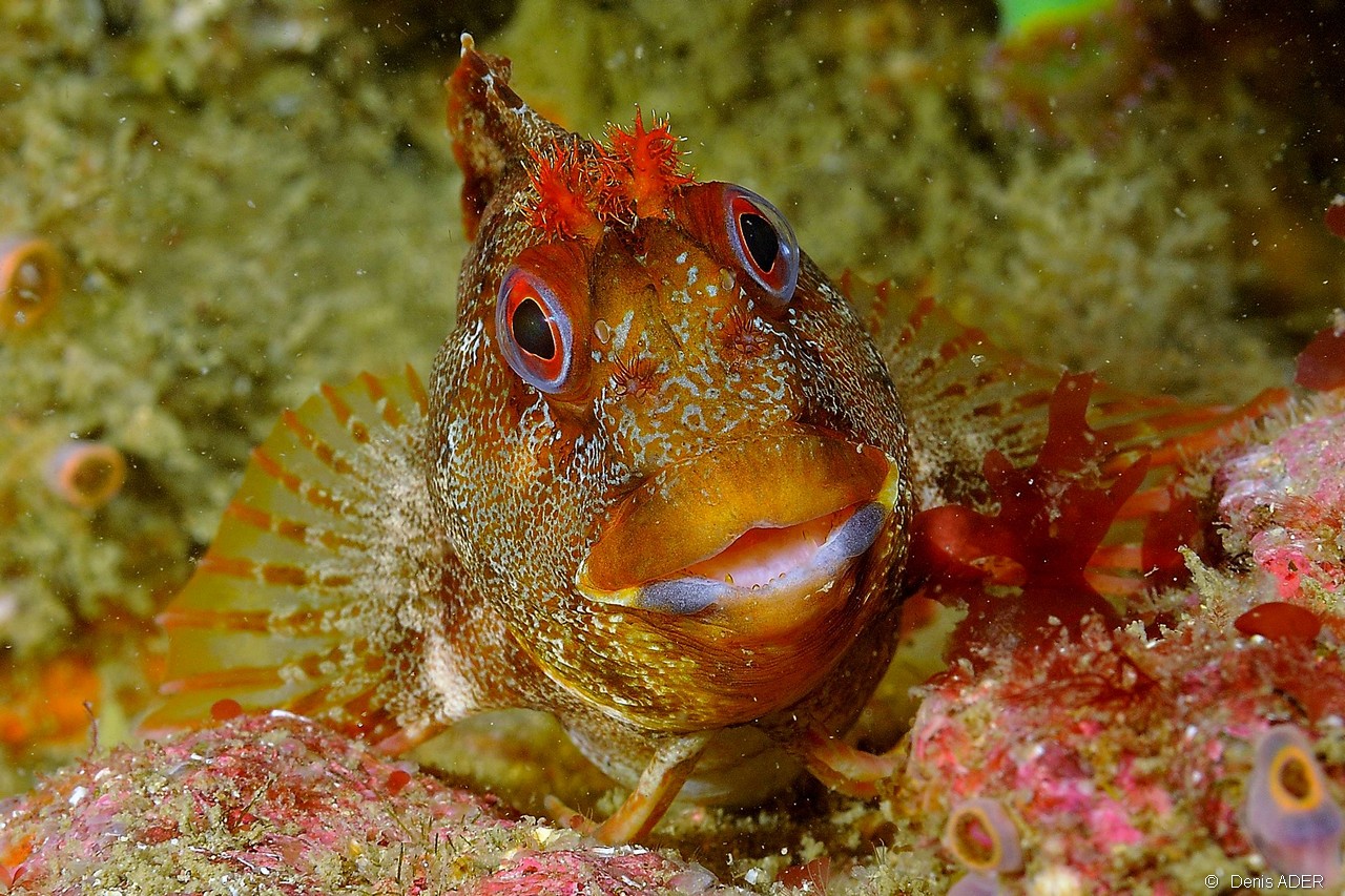 Parablennius-gattorugine-Belle ile Basse Badec-16m-20160702-Denis-ADER-DSC_8553_tn.jpg